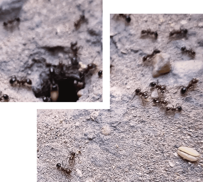 Argentijnse mieren bestrijden