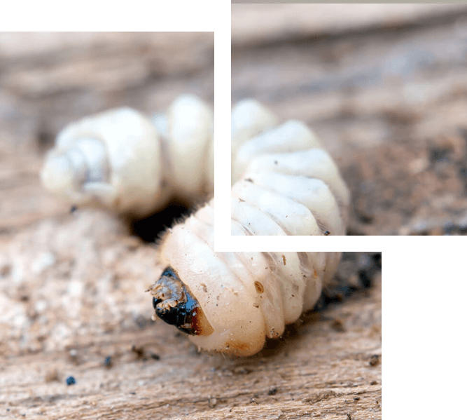 Houtworm - Bugcrushers